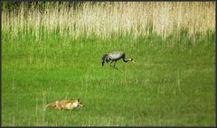 Begegnung auf der Wiese