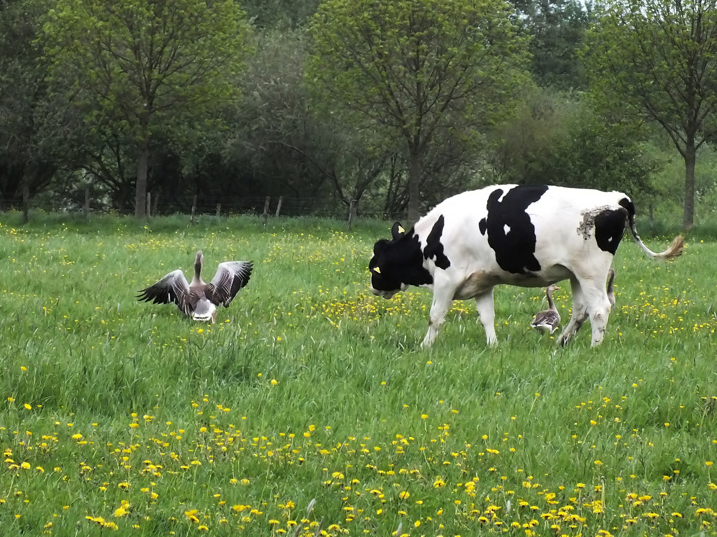 Begegnung auf der Wiese