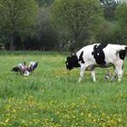 Begegnung auf der Wiese