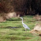 Begegnung auf einem Feldweg