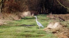 Begegnung auf einem Feldweg