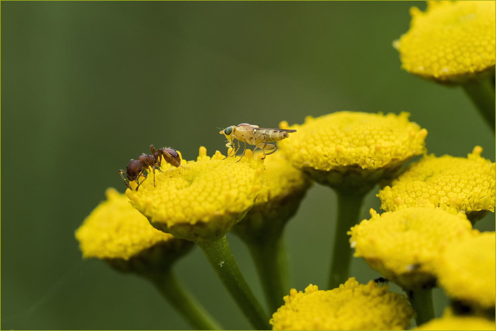 Begegnung auf einer Blüte