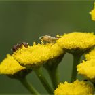 Begegnung auf einer Blüte