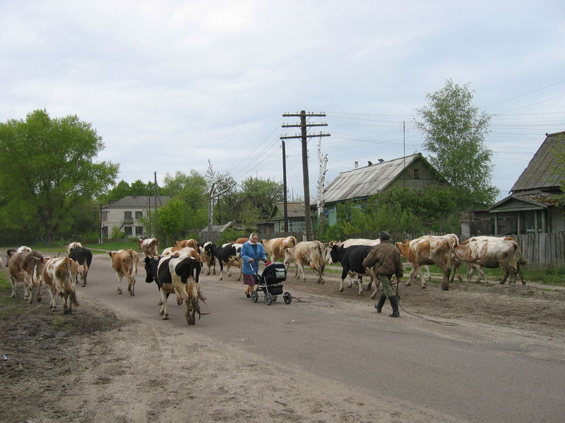 Begegnung auf einer Straße in der Tschernobylregion / Brjansk