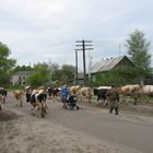 Begegnung auf einer Straße in der Tschernobylregion / Brjansk