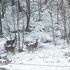 Begegnung bei meiner heutigen Wanderung