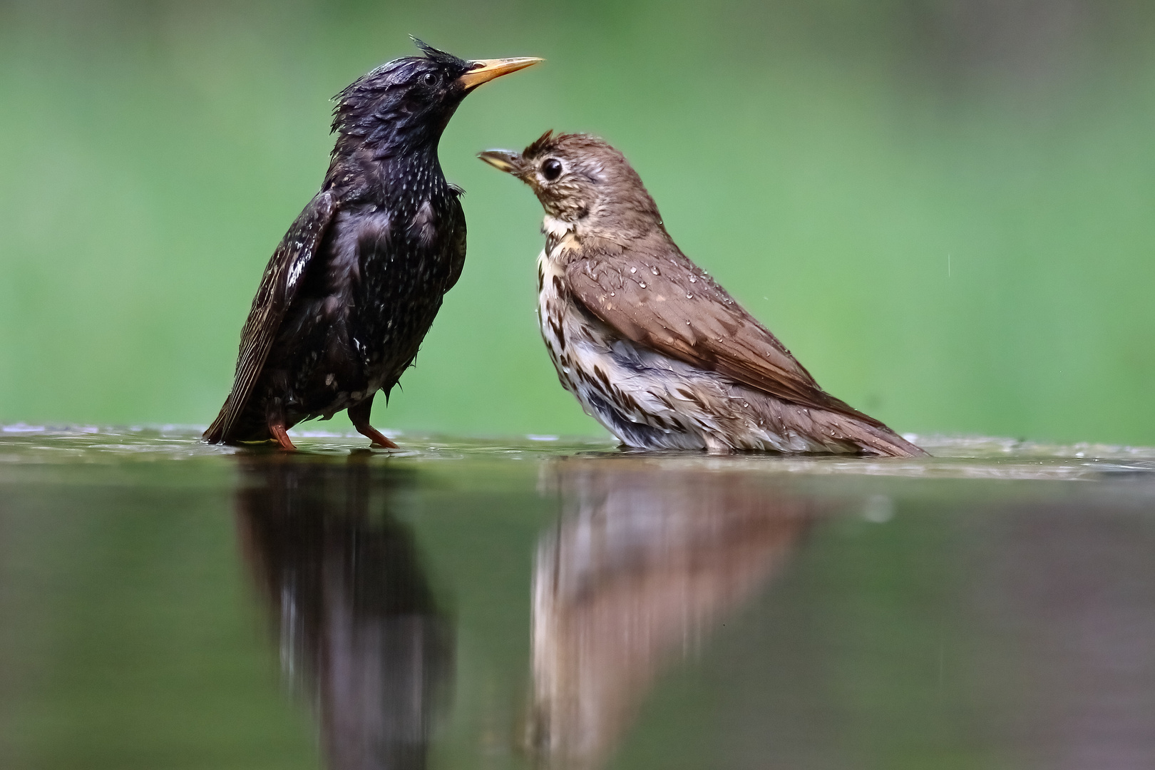 Begegnung beim Baden