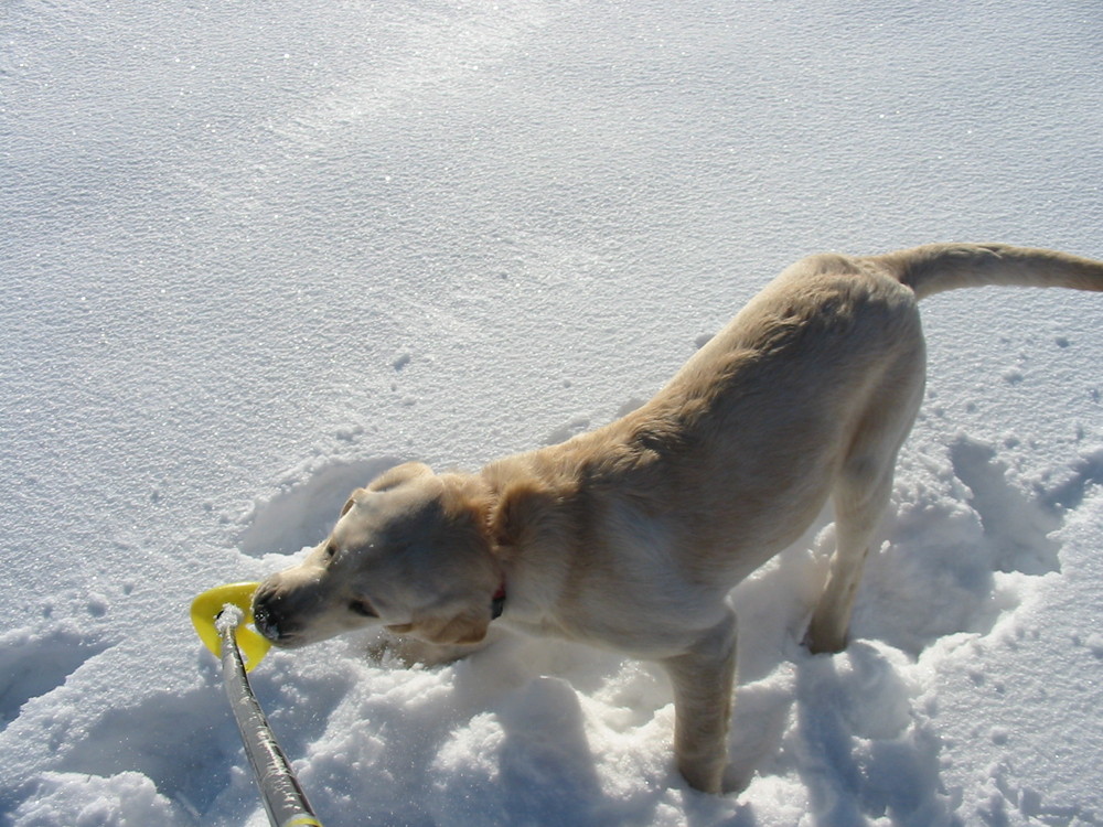 Begegnung beim Schneeschuhwandern