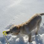 Begegnung beim Schneeschuhwandern