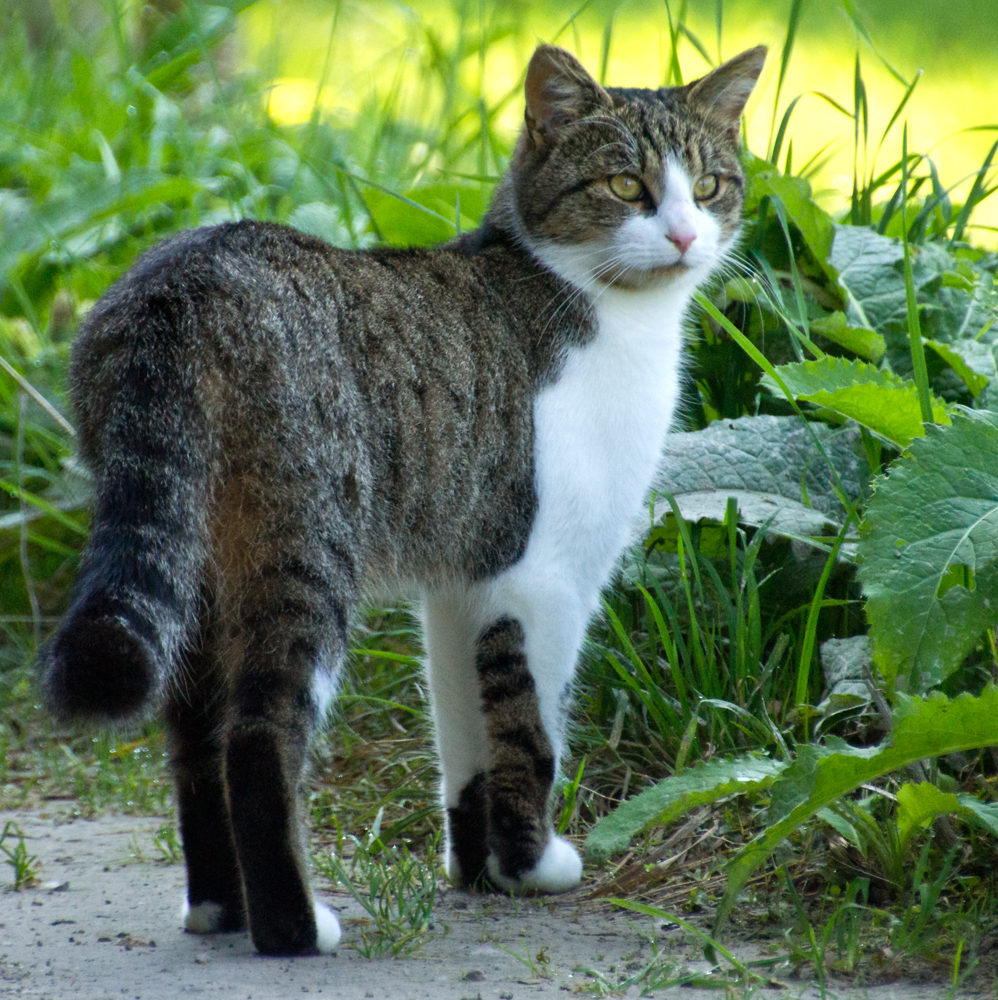 Begegnung beim Spaziergang