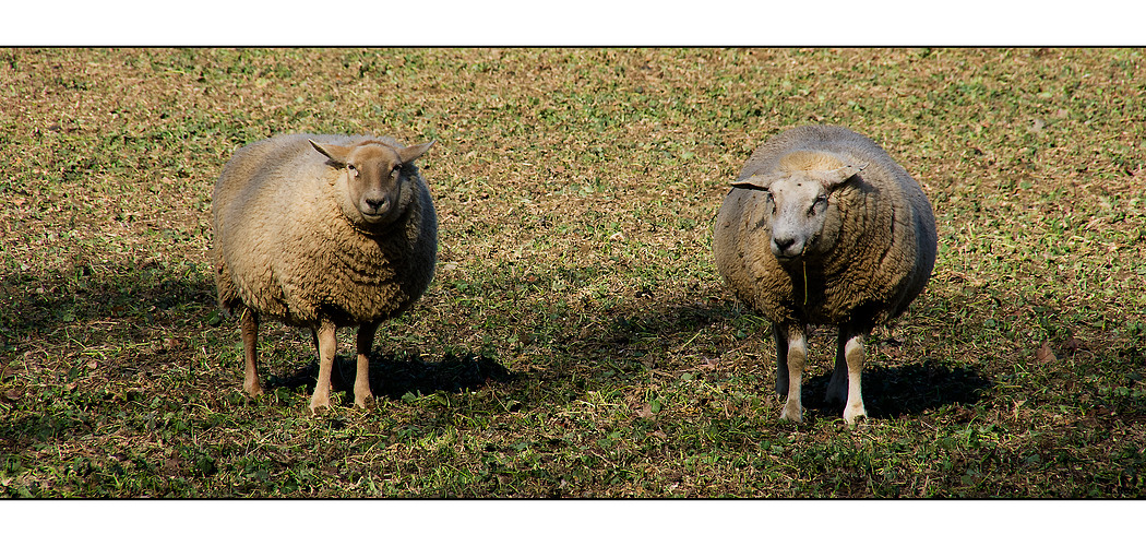 Begegnung der tierischen Art