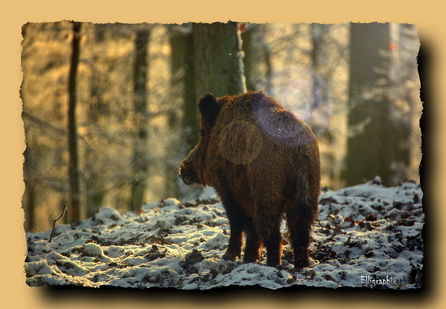 Begegnung der Wild-Schweinischen Art