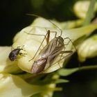 Begegnung der zweiten Art: Rüsselkäfer und Zierwanze