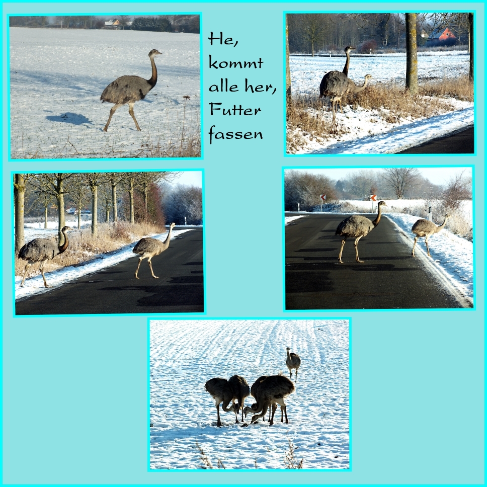 Begegnung Foto & Bild tiere, wildlife, wild lebende vögel Bilder auf
