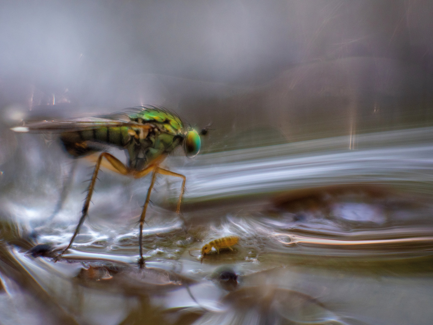 Begegnung Fliege und Springschwanz