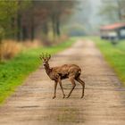 Begegnung früh morgens im Moor