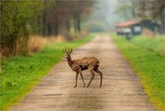 Begegnung früh morgens im Moor