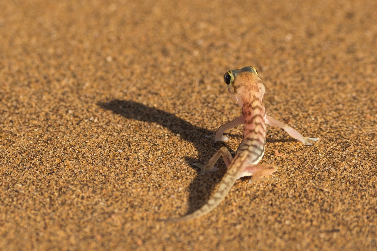 Begegnung früh morgens in der Namib