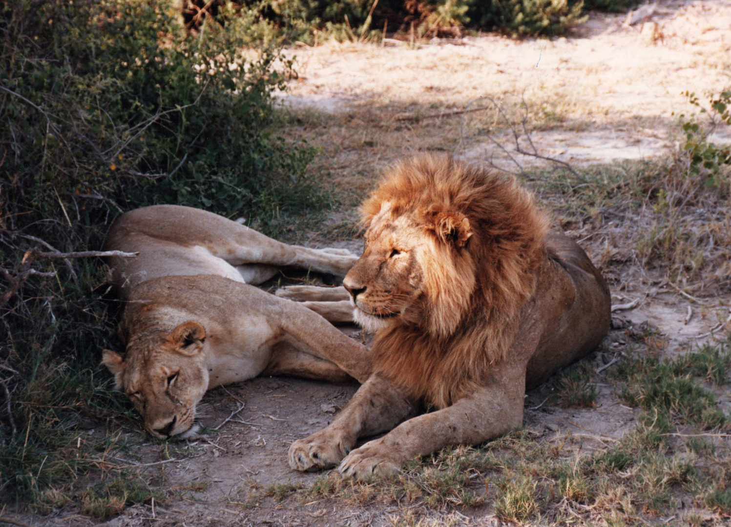 Begegnung im Amboseli National Park von Kenia