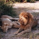 Begegnung im Amboseli National Park von Kenia