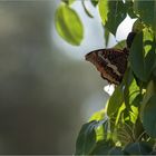 Begegnung im Birnbaum