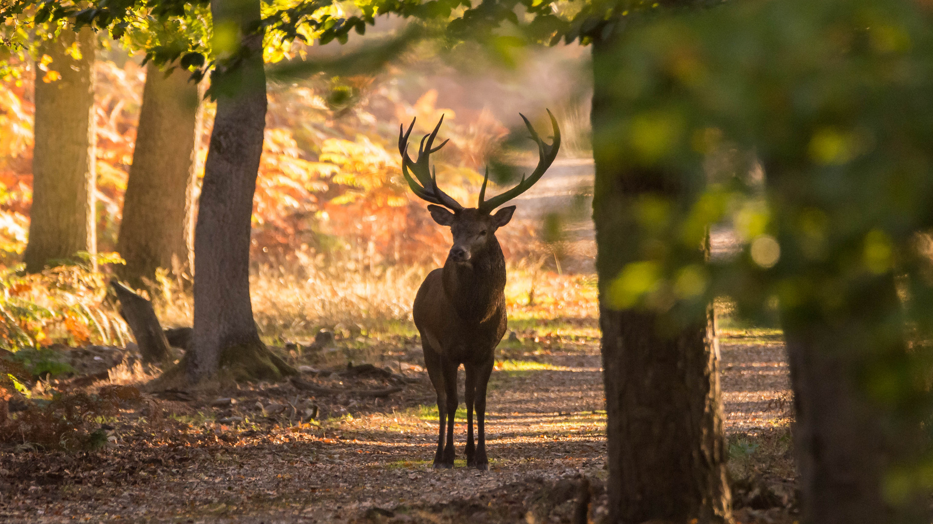 Begegnung im Diersfordter Wald (Doku)