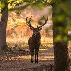 Begegnung im Diersfordter Wald (Doku)