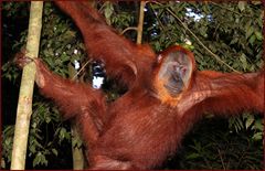 Begegnung im Dschungel- Sumatra