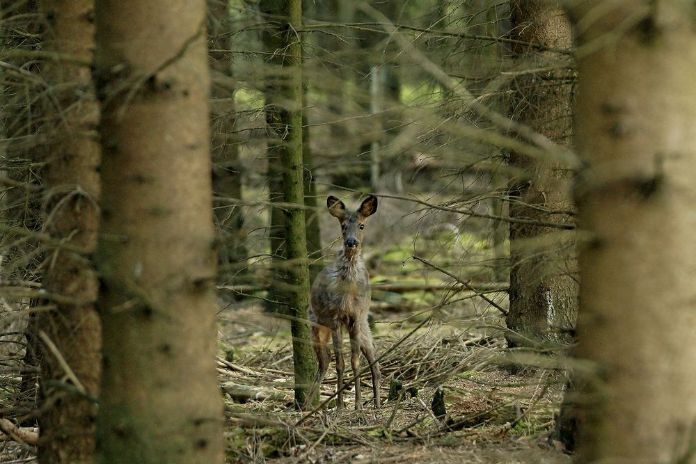 Begegnung im dunklen Wald