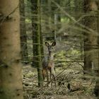 Begegnung im dunklen Wald