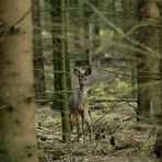 Begegnung im dunklen Wald