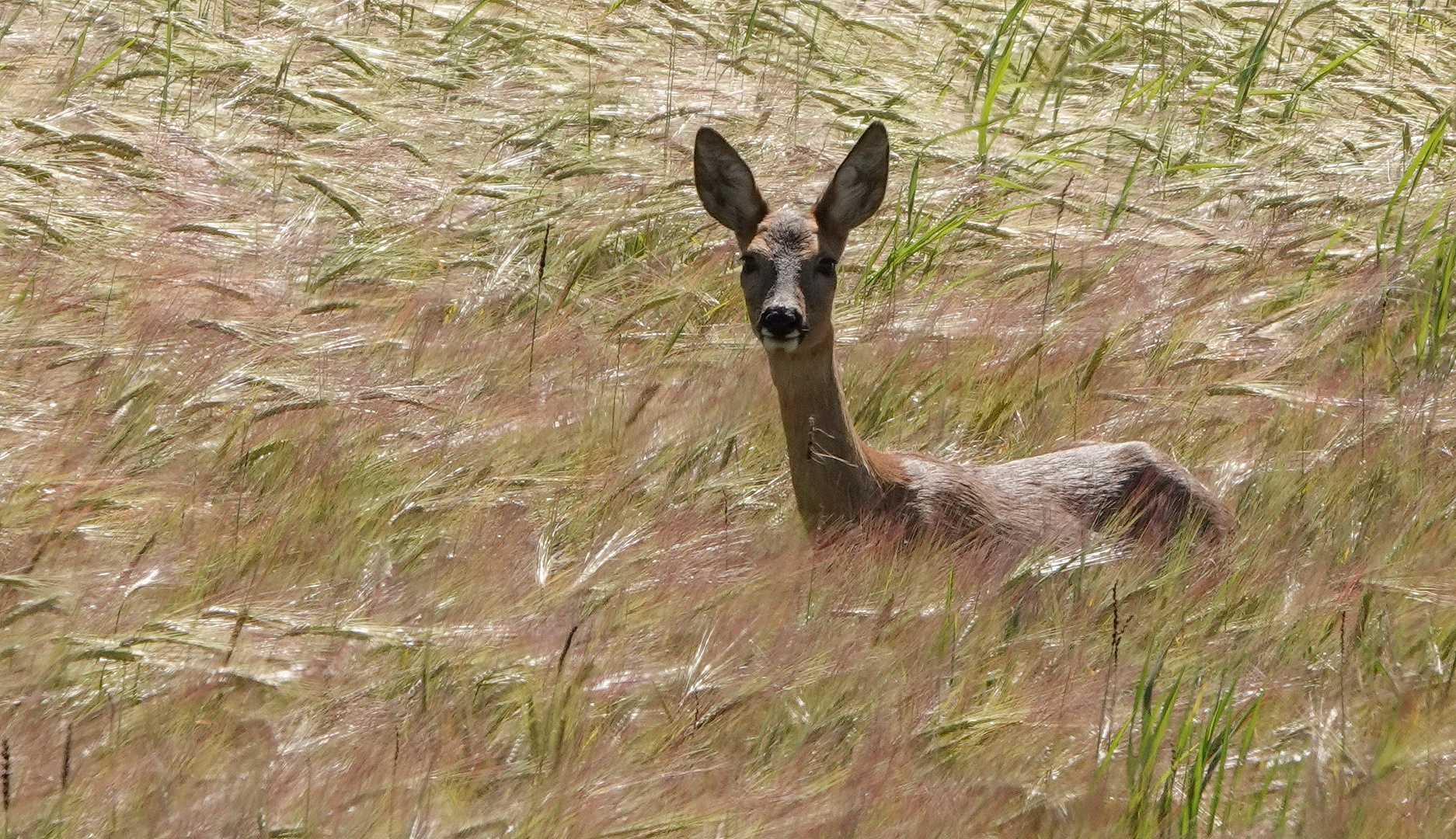 Begegnung im Feld