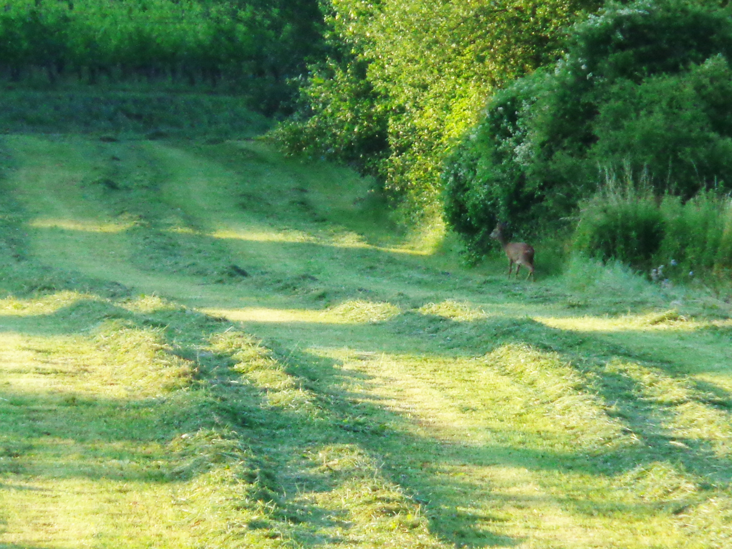 Begegnung im frühen Morgenlicht