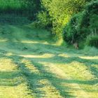 Begegnung im frühen Morgenlicht