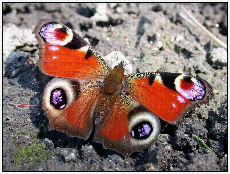 Begegnung im Garten