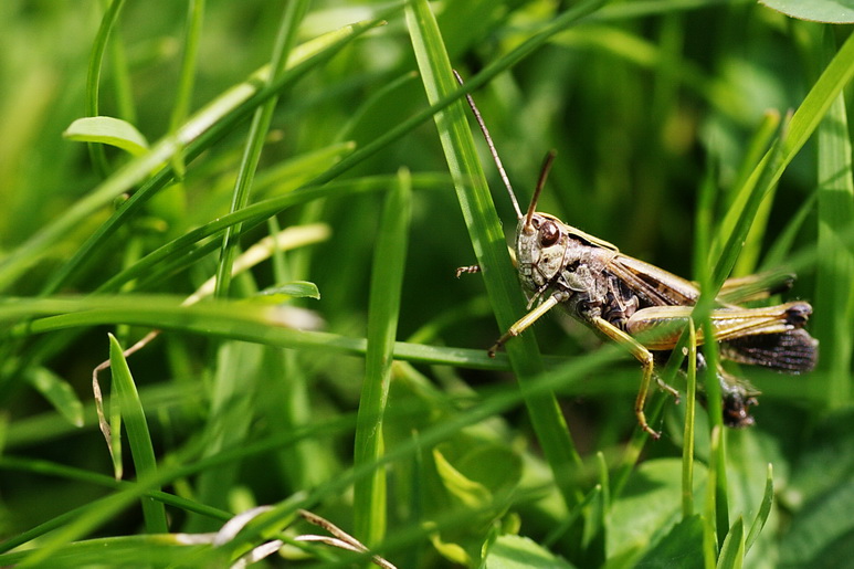 Begegnung im Garten