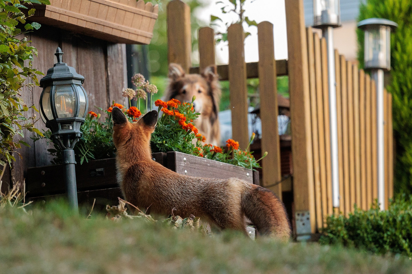 Begegnung im Garten ...