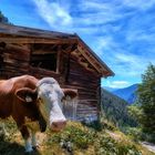 Begegnung im Gebirge