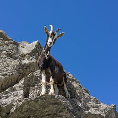 Begegnung im Gebirge