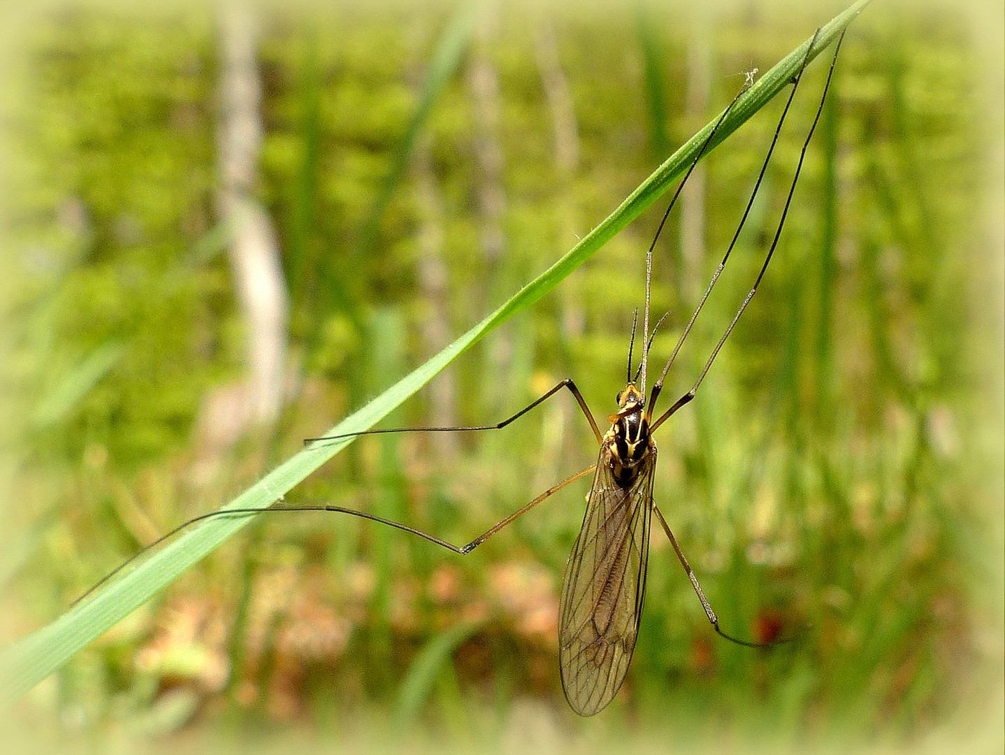 Begegnung im Gras