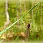 Begegnung im Gras