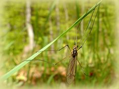 Begegnung im Gras