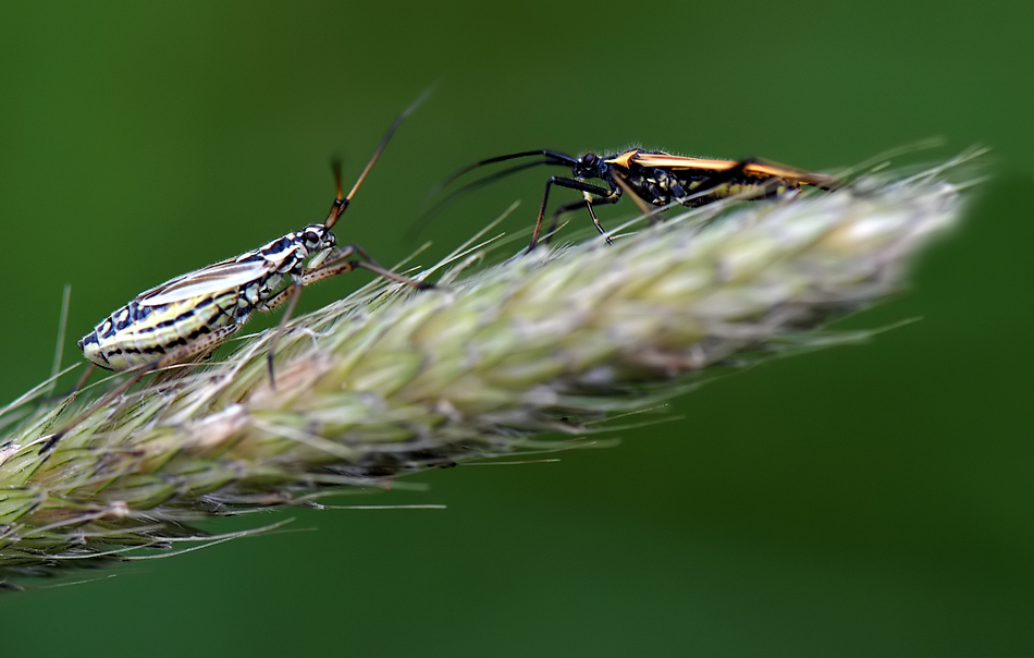 ...Begegnung im Gras