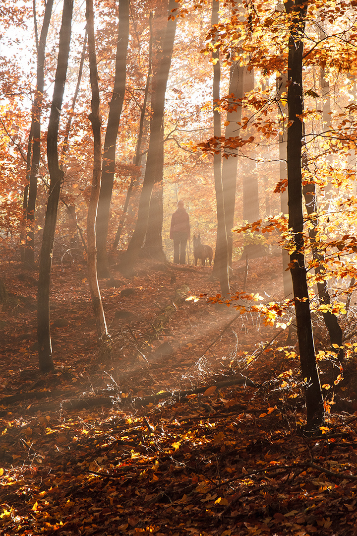 Begegnung im Herbstwald