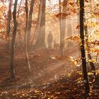 Begegnung im Herbstwald