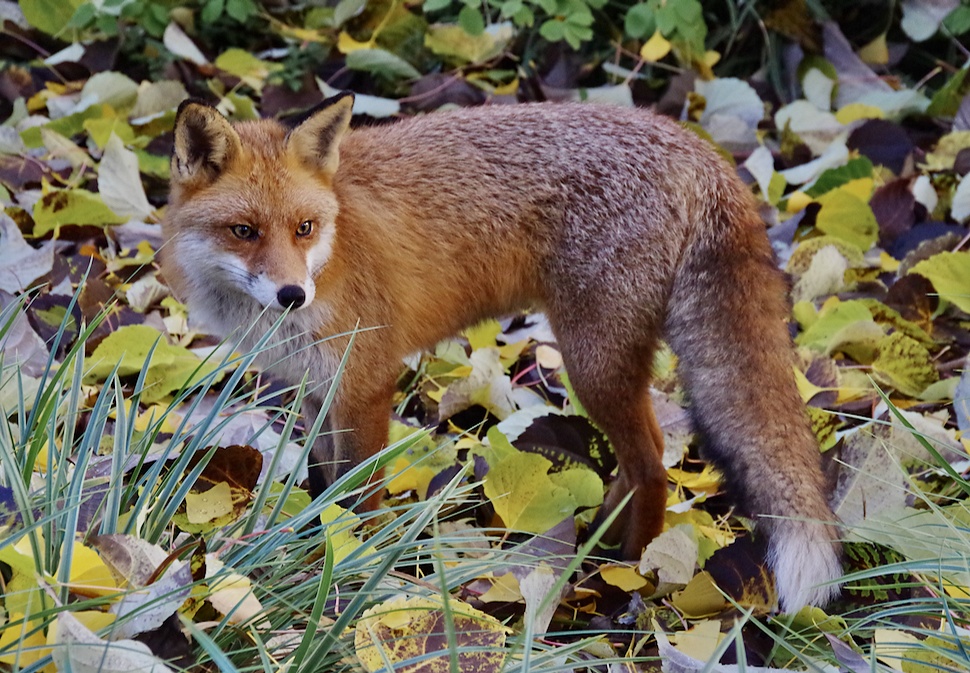 Begegnung im Herbstwald