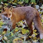 Begegnung im Herbstwald