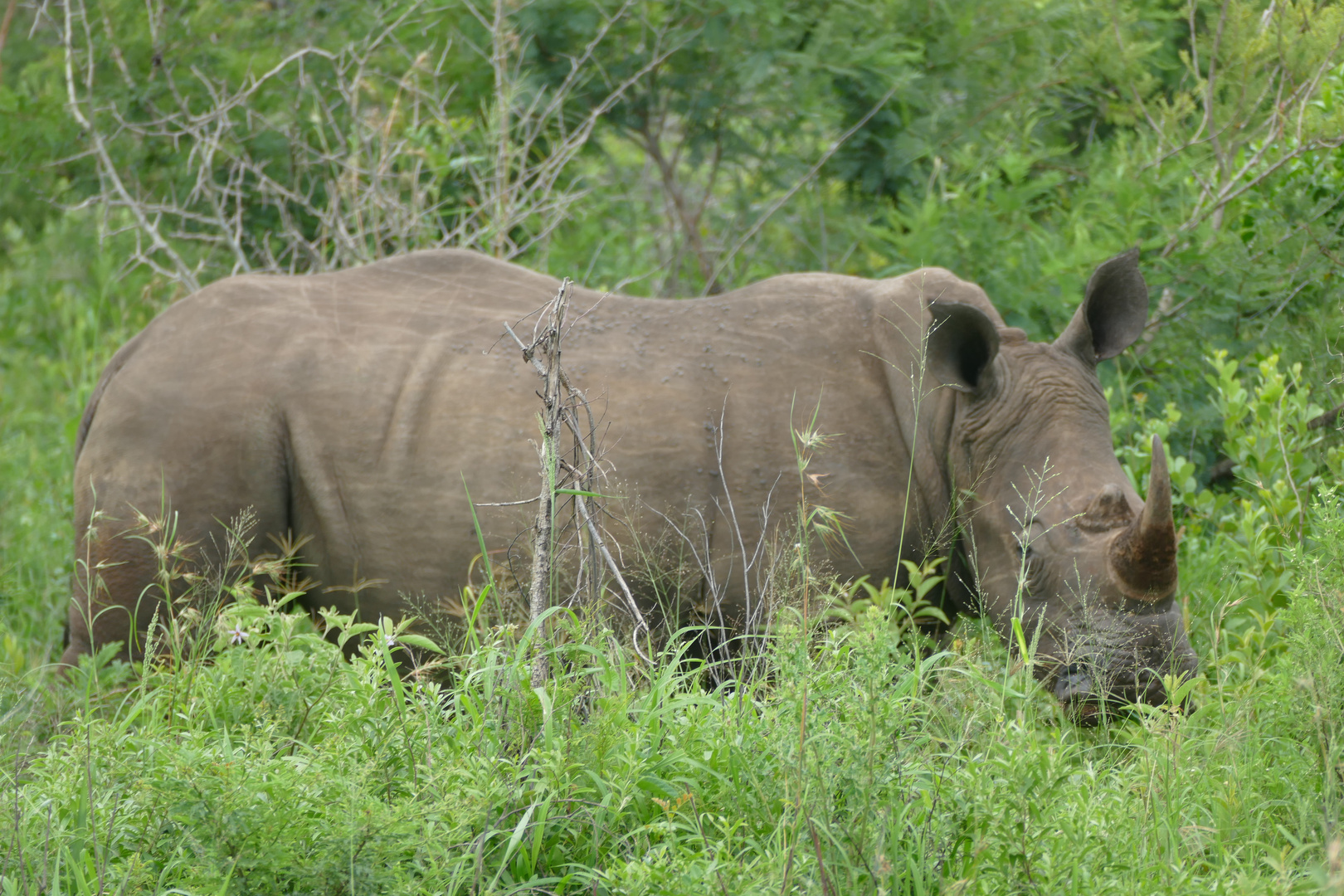 Begegnung im Hluhluwe-Umfolozi-Nationalpark