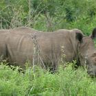 Begegnung im Hluhluwe-Umfolozi-Nationalpark