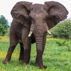 Begegnung im Krüger NP II